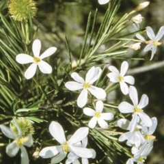 Ricinocarpos pinifolius (wedding bush) at Burrill Lake, NSW - 9 Jul 1996 by BettyDonWood