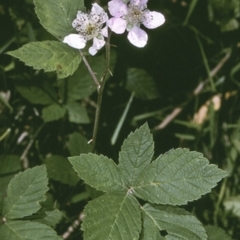 Rubus rosifolius var. rosifolius (Natve Raspberry) at Tapitallee Nature Reserve - 27 Sep 1997 by BettyDonWood