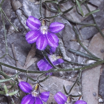 Scaevola ramosissima (Hairy Fan-flower) at Currowan State Forest - 25 Dec 1995 by BettyDonWood