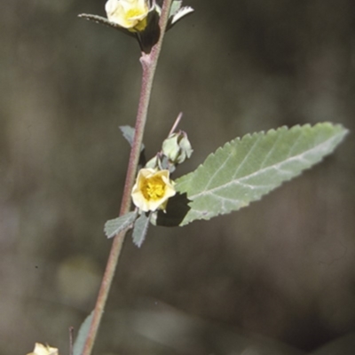 Sida rhombifolia (Paddy's Lucerne, Arrow-leaf Sida) at Brooman, NSW - 18 Mar 1996 by BettyDonWood