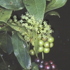 Smilax australis (Barbed-Wire Vine) at Conjola National Park - 17 Sep 1996 by BettyDonWood