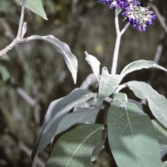 Solanum mauritianum (Wild Tobacco Tree) at Brooman, NSW - 17 Mar 1996 by BettyDonWood
