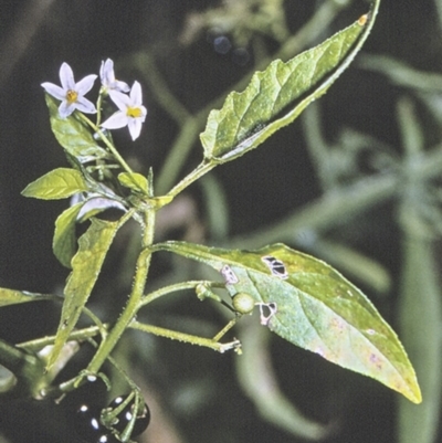 Solanum nodiflorum (Glossy Nightshade) at North Nowra, NSW - 27 Apr 1996 by BettyDonWood