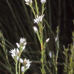 Sprengelia incarnata (Pink Swamp-heath) at Morton National Park - 30 Sep 1997 by BettyDonWood