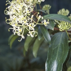 Stenocarpus salignus (Scrub Beefwood) at Mogo State Forest - 15 Nov 1997 by BettyDonWood