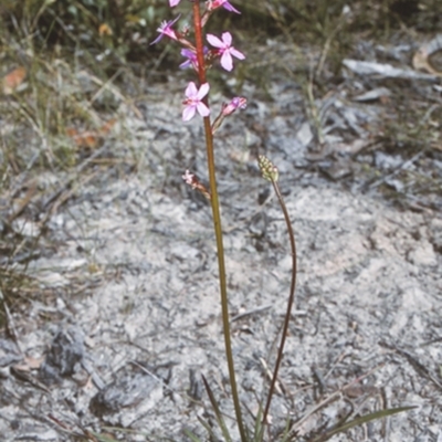 Stylidium graminifolium (Grass Triggerplant) at Erowal Bay, NSW - 27 Nov 1996 by BettyDonWood