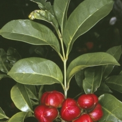 Synoum glandulosum subsp. glandulosum (Scentless Rosewood) at Murramarang National Park - 12 Nov 1996 by BettyDonWood