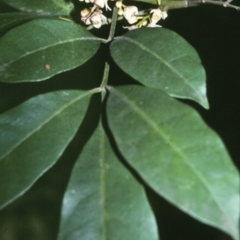 Synoum glandulosum subsp. glandulosum (Scentless Rosewood) at Watersleigh, NSW - 27 Apr 1996 by BettyDonWood