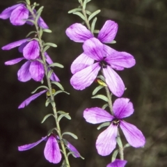 Tetratheca decora (A pink bells) at Yerriyong, NSW - 28 Sep 1997 by BettyDonWood