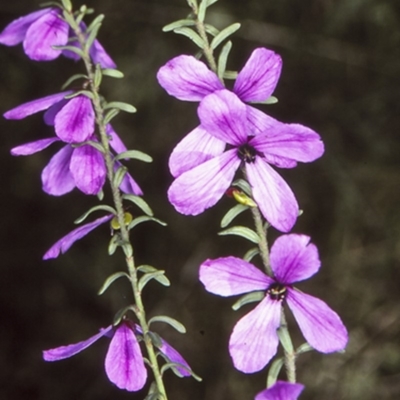 Tetratheca decora (A pink bells) at Yerriyong, NSW - 28 Sep 1997 by BettyDonWood