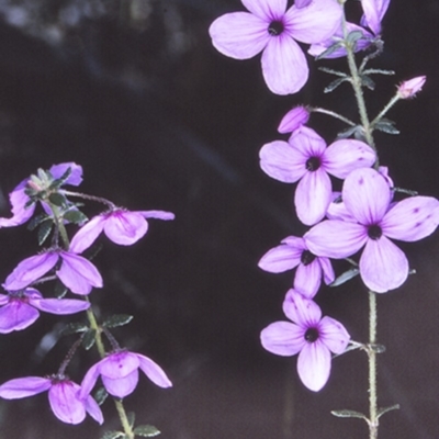 Tetratheca thymifolia (Black-eyed Susan) at Morton National Park - 10 Sep 1996 by BettyDonWood