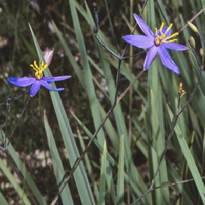 Thelionema caespitosum (Tufted Blue Lily) at Colymea State Conservation Area - 12 Nov 1997 by BettyDonWood