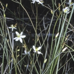 Thelionema caespitosum (Tufted Blue Lily) at Morton National Park - 13 Nov 1996 by BettyDonWood