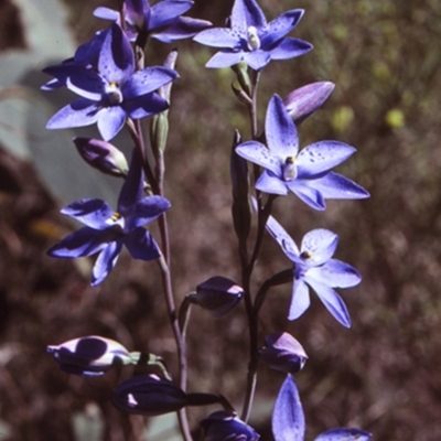 Thelymitra ixioides (Dotted Sun Orchid) at Bomaderry, NSW - 27 Sep 1997 by BettyDonWood