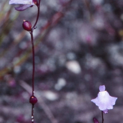 Utricularia lateriflora (Small Bladderwort) at Jervis Bay National Park - 12 Nov 1997 by BettyDonWood