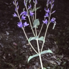 Veronica perfoliata (Digger's Speedwell) at Mogo State Forest - 2 Oct 1997 by BettyDonWood