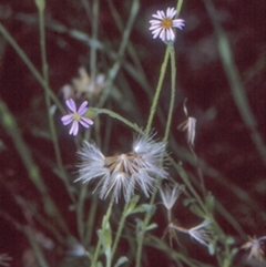 Vittadinia cuneata var. cuneata (Fuzzy New Holland Daisy) at Mogo State Forest - 20 Mar 1997 by BettyDonWood