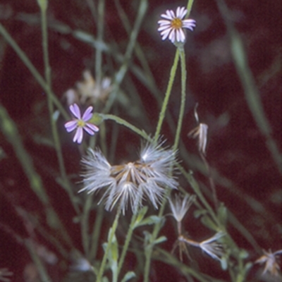 Vittadinia cuneata var. cuneata (Fuzzy New Holland Daisy) at Mogo State Forest - 21 Mar 1997 by BettyDonWood