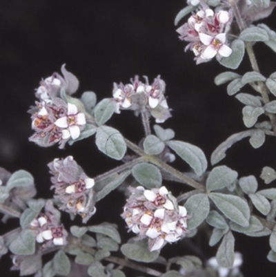 Zieria baeuerlenii (Bomaderry Zieria) at Bomaderry, NSW - 27 Sep 1997 by BettyDonWood