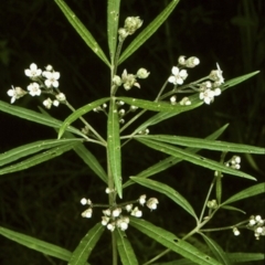 Zieria caducibracteata (Large-bracted Zieria) at McDonald State Forest - 11 Aug 1997 by BettyDonWood