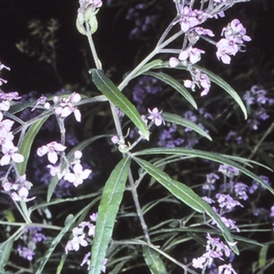 Zieria caducibracteata (Large-bracted Zieria) at Morton National Park - 30 Sep 1997 by BettyDonWood