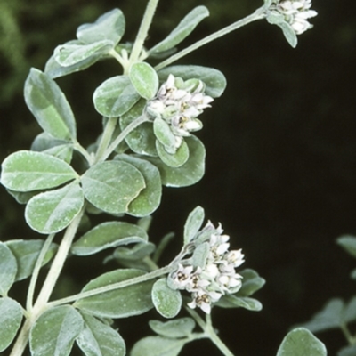 Zieria littoralis (Downy Zieria) at Mogo State Forest - 12 Aug 1997 by BettyDonWood