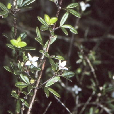 Zieria pilosa (Pilose-leafed Zieria) at North Nowra, NSW - 27 Sep 1997 by BettyDonWood