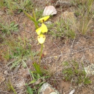 Diuris sulphurea at Corrowong, NSW - suppressed