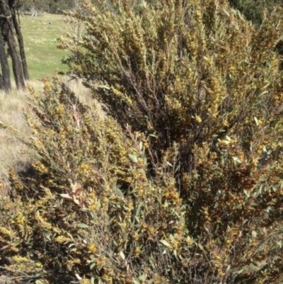 Daviesia mimosoides (Bitter Pea) at Delegate, NSW - 4 Nov 2016 by BlackFlat