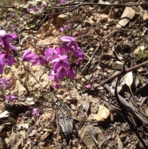 Tetratheca sp. at Corrowong, NSW - 4 Nov 2016