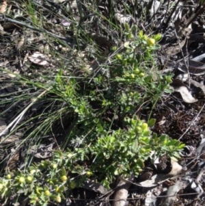 Hibbertia obtusifolia at Corrowong, NSW - 4 Nov 2016 04:09 PM