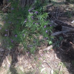 Solanum sp. (Tomato) at Corrowong, NSW - 11 Dec 2017 by BlackFlat