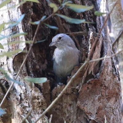 Colluricincla harmonica (Grey Shrikethrush) at Ulladulla, NSW - 29 Sep 2014 by CharlesDove