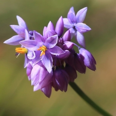 Sowerbaea juncea (Vanilla Lily) at South Pacific Heathland Reserve - 29 Sep 2014 by Charles Dove