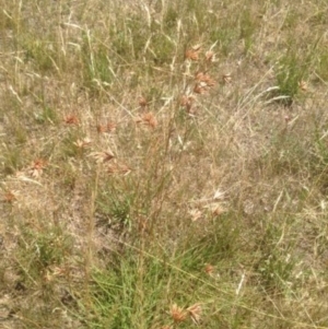 Themeda triandra at Corrowong, NSW - 18 Jan 2018 11:34 AM