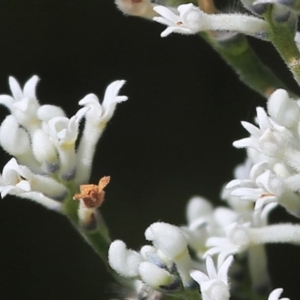 Conospermum taxifolium at South Pacific Heathland Reserve - 30 Sep 2014 12:00 AM