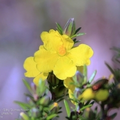 Hibbertia sp. (Guinea Flower) at South Pacific Heathland Reserve - 30 Sep 2014 by CharlesDove