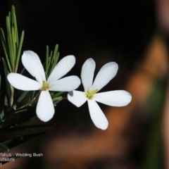 Ricinocarpos pinifolius (Wedding Bush) at South Pacific Heathland Reserve - 27 Sep 2014 by CharlesDove