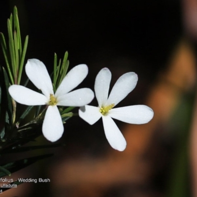 Ricinocarpos pinifolius (wedding bush) at South Pacific Heathland Reserve - 28 Sep 2014 by CharlesDove