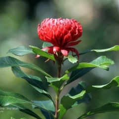 Telopea speciosissima (NSW Waratah) at South Pacific Heathland Reserve - 28 Sep 2014 by CharlesDove