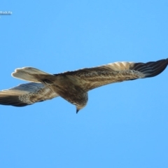 Haliastur sphenurus (Whistling Kite) at South Pacific Heathland Reserve - 1 Oct 2014 by CharlesDove