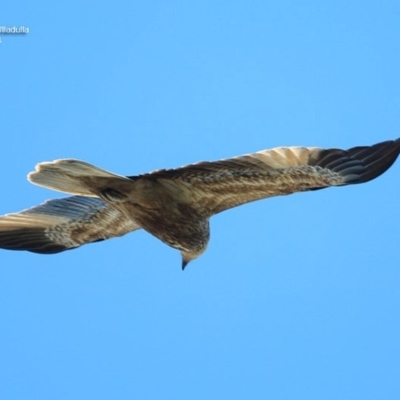 Haliastur sphenurus (Whistling Kite) at South Pacific Heathland Reserve - 1 Oct 2014 by CharlesDove