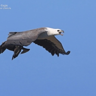 Haliaeetus leucogaster (White-bellied Sea-Eagle) at South Pacific Heathland Reserve - 30 Sep 2014 by CharlesDove