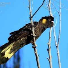 Zanda funerea (Yellow-tailed Black-Cockatoo) at South Pacific Heathland Reserve - 26 Sep 2014 by Charles Dove