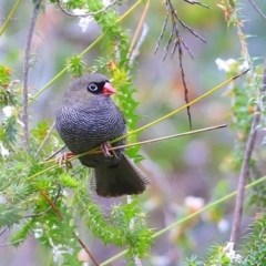 Stagonopleura bella (Beautiful Firetail) at Morton National Park - 25 Sep 2014 by CharlesDove