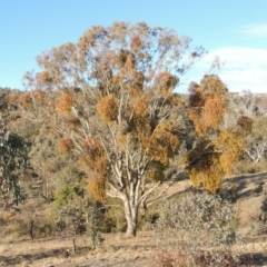 Eucalyptus melliodora (Yellow Box) at Tennent, ACT - 4 Jul 2018 by michaelb