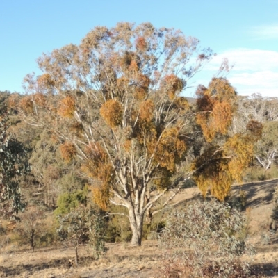 Eucalyptus melliodora (Yellow Box) at Tennent, ACT - 4 Jul 2018 by MichaelBedingfield