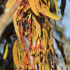 Amyema miquelii (Box Mistletoe) at Tennent, ACT - 4 Jul 2018 by michaelb