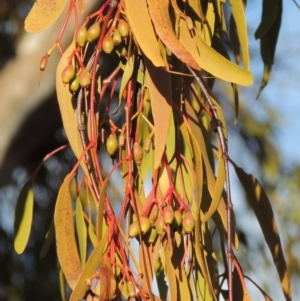 Amyema miquelii at Tennent, ACT - 4 Jul 2018