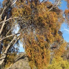 Amyema miquelii at Tennent, ACT - 4 Jul 2018 05:19 PM